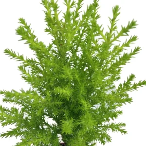 Lemon Scented Goldcrest Cypress Tree - Live Plant - 2.5