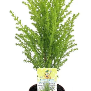 Lemon Scented Goldcrest Cypress Tree - Live Plant - 2.5