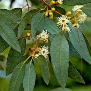 Lemon Scented Gum Seeds or Live Plant - Eucalyptus citriodora - Fragrant Foliage - Image 4