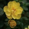 Lemon Zest Rose Live Plant - Reblooming Yellow Shrub - 4 inch Pot - Image 1