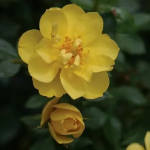 Lemon Zest Rose Live Plant - Reblooming Yellow Shrub - 4 inch Pot - Image 1
