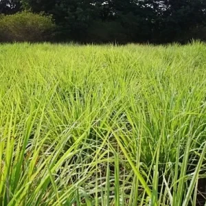 Lemongrass Live Plant - 2 Containers, 4 Inch Pot - Culinary Herb Cymbopogon Citratus - Image 1