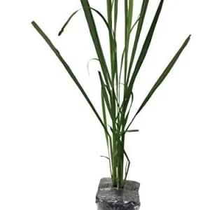 Lemongrass Live Plant - 2 Containers, 4 Inch Pot - Culinary Herb Cymbopogon Citratus - Image 4