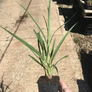 Lemongrass Live Plant – 2.5 Inch Container – Culinary & Aromatic Herb - Image 2