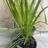 Lemongrass Live Plant – Cymbopogon citratus – 5" Pot – Culinary Herb - Image 1