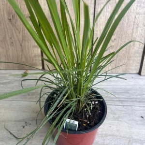 Lemongrass Live Plant – Cymbopogon citratus – 5