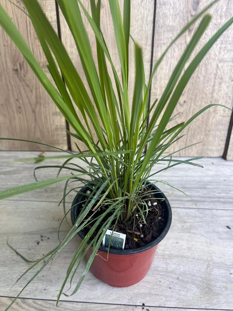 Lemongrass Live Plant – Cymbopogon citratus – 5" Pot – Culinary Herb - Image 2