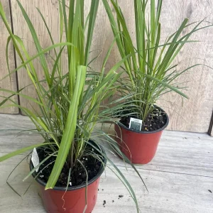 Lemongrass Live Plant – Cymbopogon citratus – 5