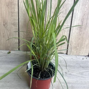 Lemongrass Live Plant – Cymbopogon citratus – 5