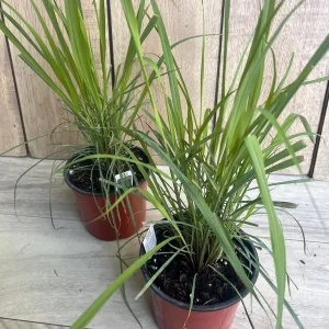 Lemongrass Live Plant – Cymbopogon citratus – 5