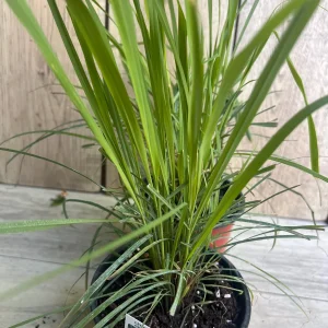 Lemongrass Live Plant – Cymbopogon citratus – 5