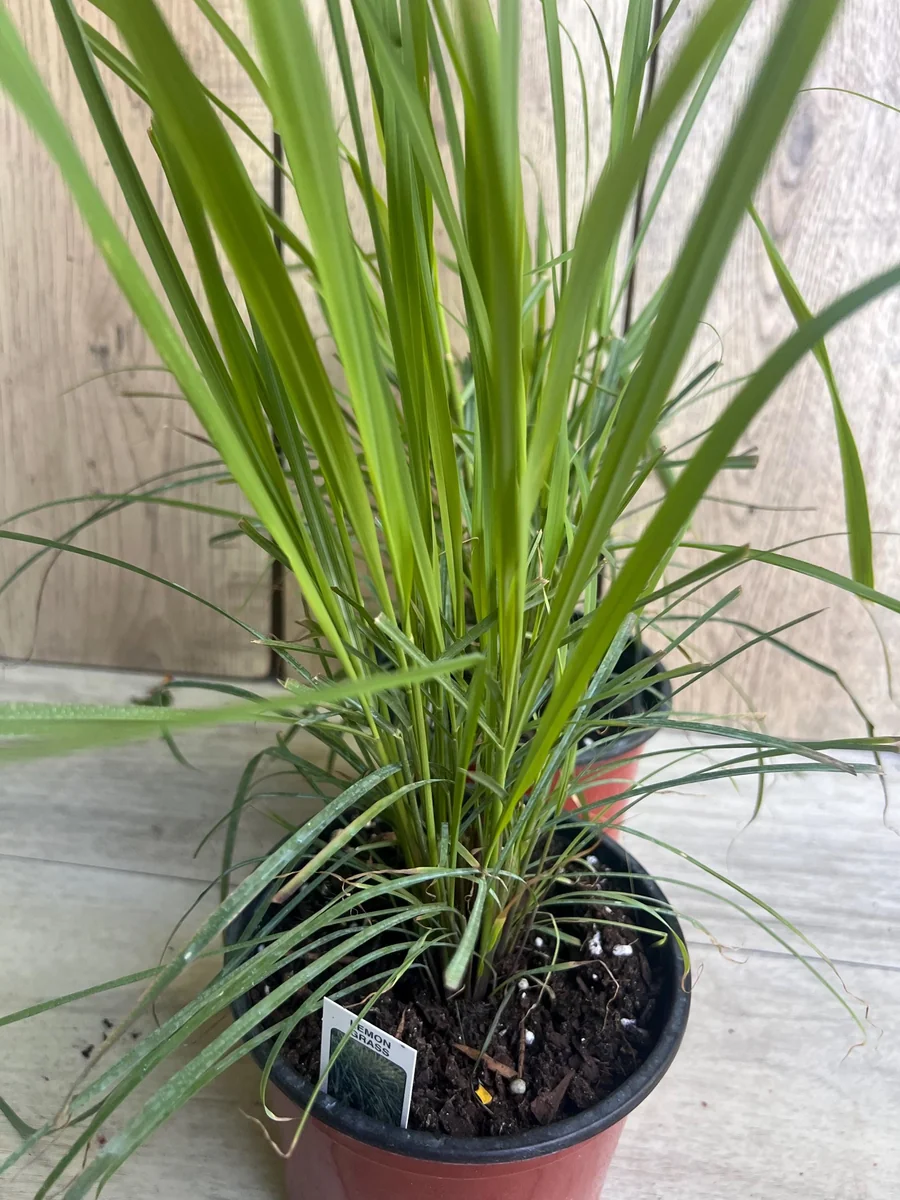 Lemongrass Live Plant – Cymbopogon citratus – 5" Pot – Culinary Herb - Image 1