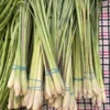 Lemongrass Live Starter Plants - Cymbopogon citratus - Fragrant Culinary Herb - Image 1