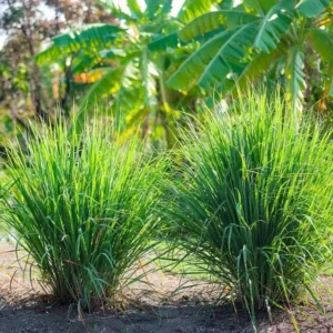 Lemongrass Live Starter Plants - Cymbopogon citratus - Fragrant Culinary Herb - Image 3
