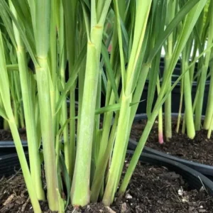Lemongrass Live Starter Plants - Cymbopogon citratus - Fragrant Culinary Herb - Image 4