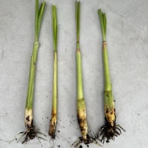 Lemongrass Live Starter Plants - Cymbopogon citratus - Fragrant Culinary Herb - Image 5