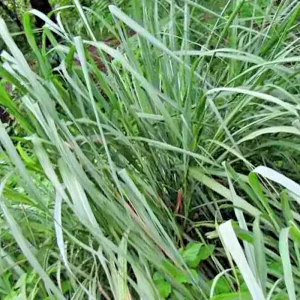 Lemongrass Seeds - 100+ Fresh Non-GMO Cymbopogon Flexuosus for Indoor & Outdoor - Image 2
