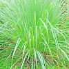 Lemongrass Seeds - 1000+ Fresh Non-GMO Herb Seeds - Indoor & Outdoor - Image 1