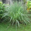 Lemongrass Seeds - 400+ Fresh & Aromatic Lemon Grass Seeds for Indoor/Outdoor Planting - Image 1