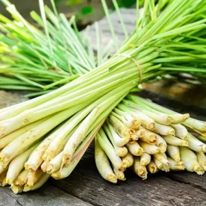 Lemongrass Seeds - 400+ Fresh & Aromatic Lemon Grass Seeds for Indoor/Outdoor Planting - Image 2