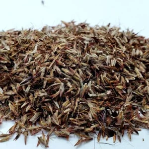 Lemongrass Seeds Cymbopogon Flexuosus - 150+ Mosquito Repellent Herb Seeds Outdoor - Image 2