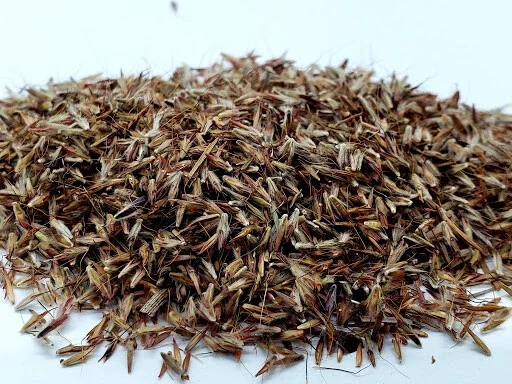 Lemongrass Seeds Cymbopogon Flexuosus - 150+ Mosquito Repellent Herb Seeds Outdoor - Image 2