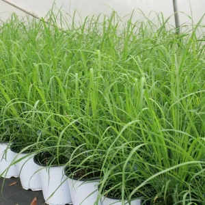 Lemongrass Seeds Cymbopogon Flexuosus - 150+ Mosquito Repellent Herb Seeds Outdoor - Image 1