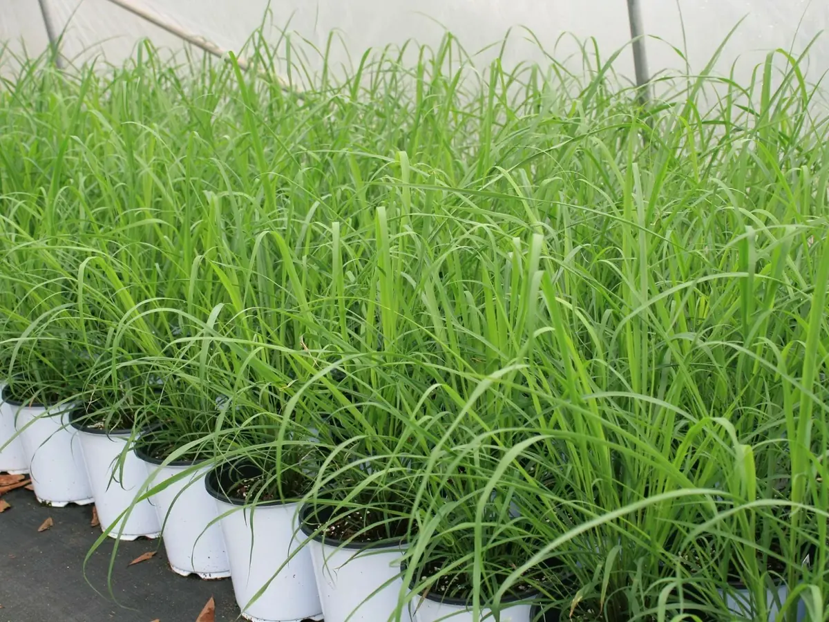 Lemongrass Seeds Cymbopogon Flexuosus - 150+ Mosquito Repellent Herb Seeds Outdoor - Image 1