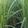 Lemongrass Seeds Cymbopogon Flexuosus - Organic Herb Seeds - 150+ Seeds - Image 1
