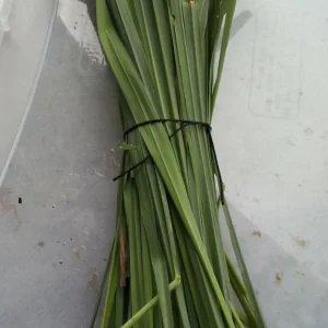 Lemongrass Seeds Cymbopogon Flexuosus - Organic Herb Seeds - 150+ Seeds - Image 3