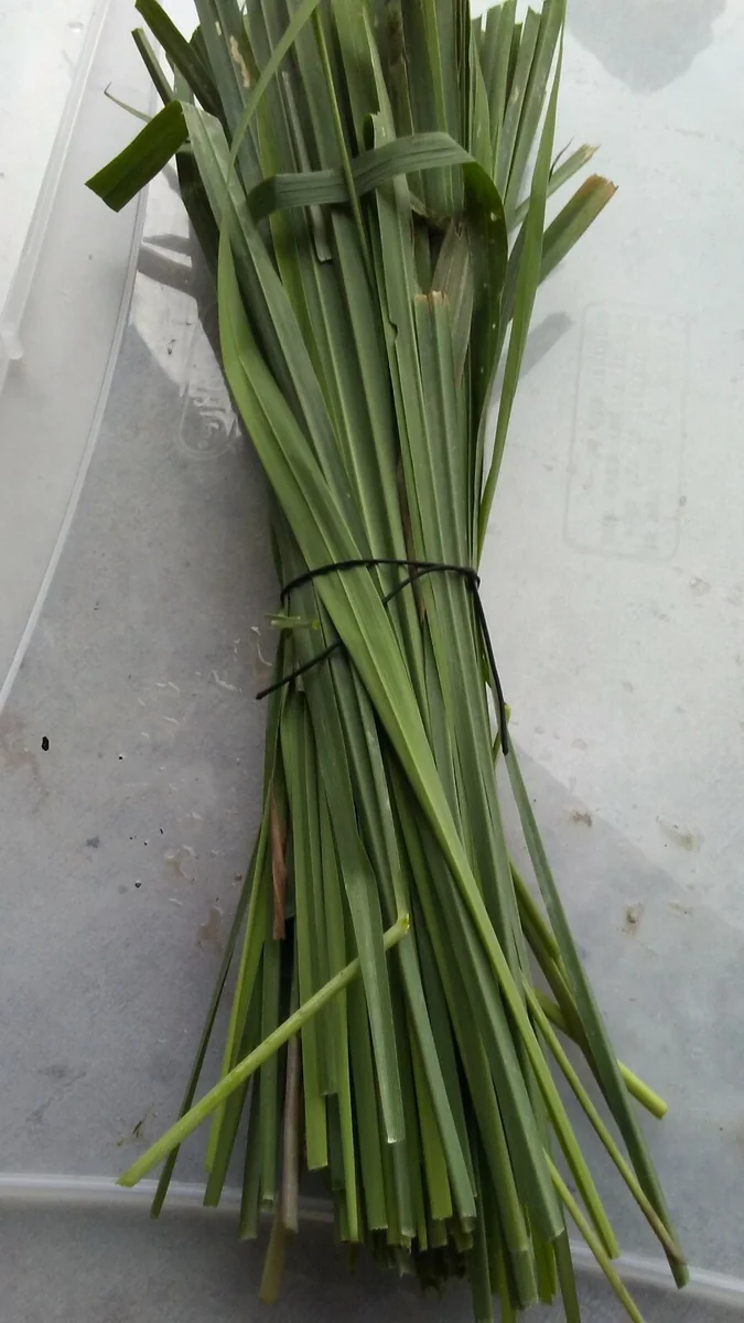 Lemongrass Seeds Cymbopogon Flexuosus - Organic Herb Seeds - 150+ Seeds - Image 3