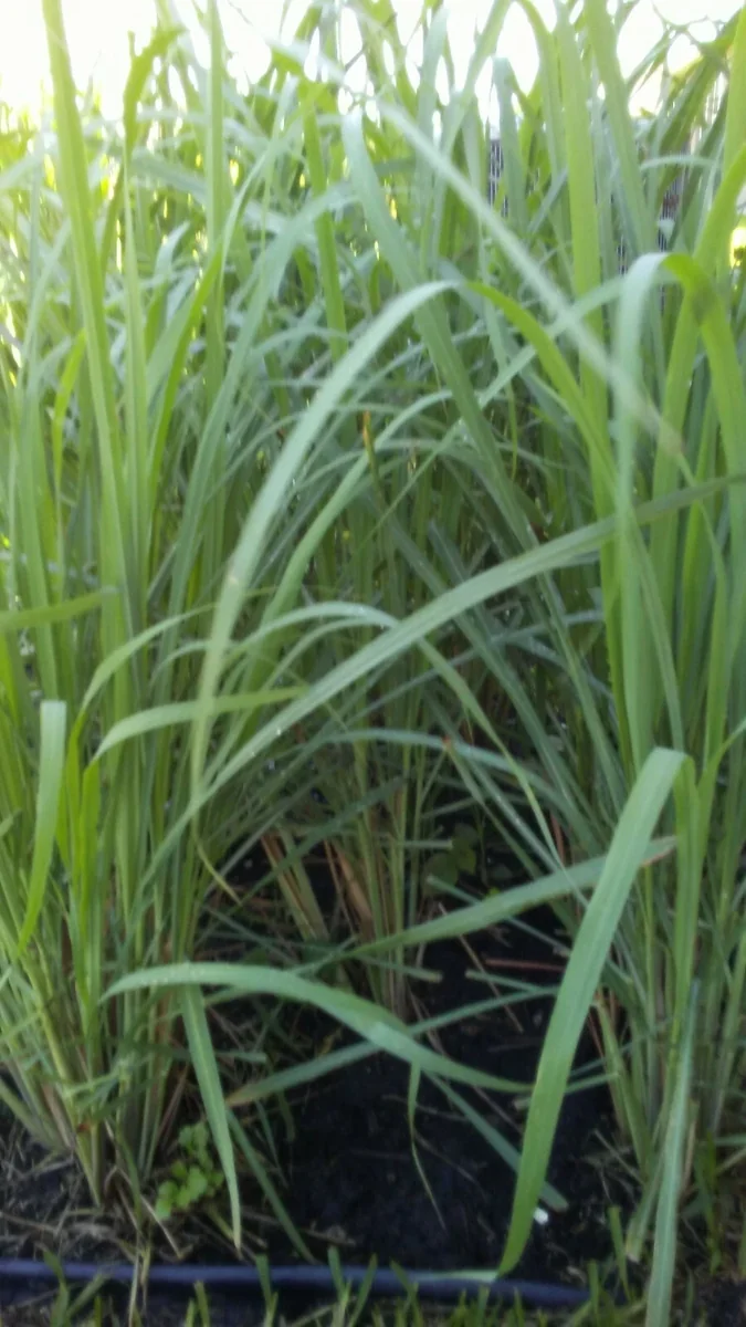 Lemongrass Seeds Cymbopogon Flexuosus - Organic Herb Seeds - 150+ Seeds - Image 1