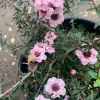 Leptospermum 'Apple Blossom' Live Plant, 6 inch Pot, Outdoor Shrub - Image 1