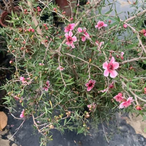 Leptospermum 'Helene Strybing' Tea Tree Live Plant - Pink Flowers, 1 Gallon Pot - Image 2
