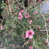Leptospermum 'Helene Strybing' Tea Tree Live Plant - Pink Flowers, 1 Gallon Pot - Image 1