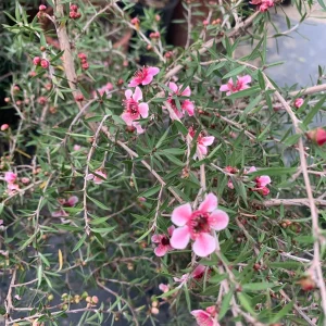 Leptospermum 'Helene Strybing' Tea Tree Live Plant - Pink Flowers, 1 Gallon Pot - Image 1