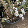 Leptospermum Pink Pearl Live Plant – 1-2 ft Tall – 1 Gallon Pot – Outdoor Shrub - Image 1