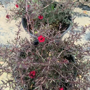 Leptospermum 'Ruby Glow' Live Plant – 2 to 3 Feet Tall – 3 Gallon Pot – Outdoor Shrub - Image 2