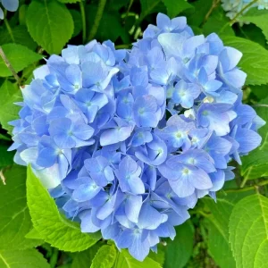 Let's Dance Arriba Hydrangea Seeds - Reblooming Blue Macrophylla - Image 2