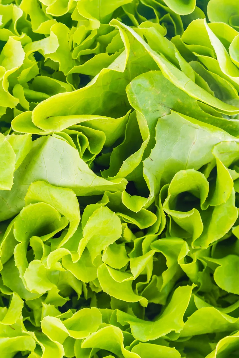 Lettuce Seeds 100 Count – Vegetable Seeds for Home Garden - Image 2