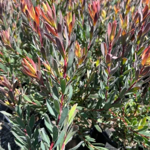Leucadendron Afterburner Live Plant – 1ft Tall – 6 inch Pot – Outdoor Shrub - Image 2
