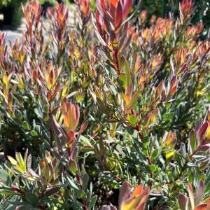 Leucadendron Afterburner Live Plant – 1ft Tall – 6 inch Pot – Outdoor Shrub - Image 3