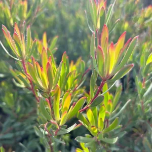 Leucadendron Afterburner Live Plant – 6 inch Pot – Outdoor Shrub - Image 2
