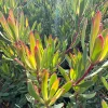 Leucadendron Afterburner Live Plant – 6 inch Pot – Outdoor Shrub - Image 1