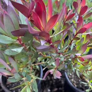 Leucadendron 'Hawaii Magic' Live Plant - 1 Gallon Pot, 1ft Tall, Outdoor Shrub - Image 2