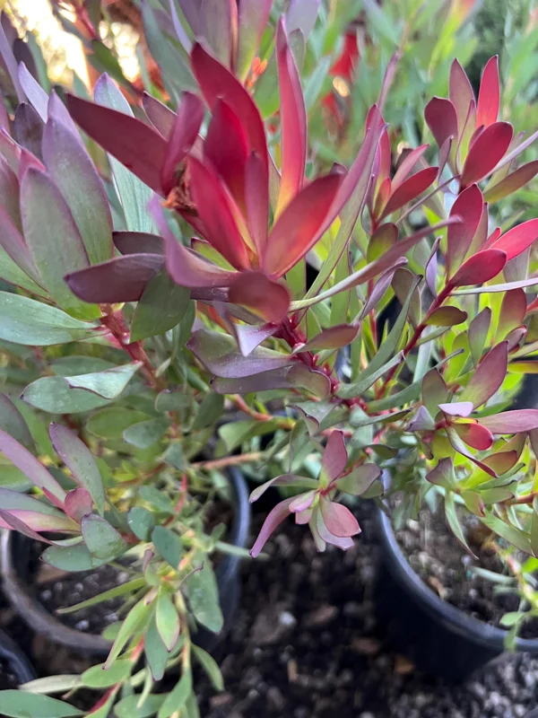 Leucadendron 'Hawaii Magic' Live Plant - 1 Gallon Pot, 1ft Tall, Outdoor Shrub - Image 2