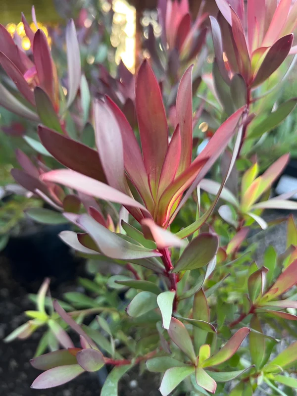 Leucadendron 'Hawaii Magic' Live Plant - 1 Gallon Pot, 1ft Tall, Outdoor Shrub - Image 1