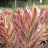 Leucadendron Jester Live Plant – 1ft Tall, 6-inch Pot – Outdoor Shrub - Image 1