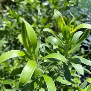 Leucadendron Safari Gold-strike Live Plant 1ft Tall in 6