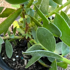 Leucadendron Safari Gold-strike Live Plant 1ft Tall in 6